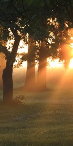 Landscape,Trees,Sunset,Sun