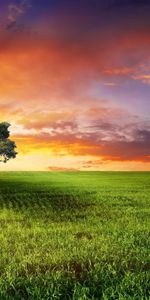 Landscape,Trees,Sunset,Sun,Fields