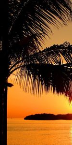 Landscape,Trees,Sunset,Sun,Palms