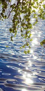 Вода,Пейзаж,Листья