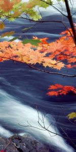 Landscape,Water,Leaves,Autumn