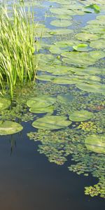 Paisaje,Agua,Lirios