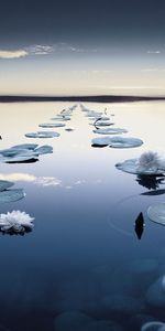 Landscape,Water,Lilies,Lakes