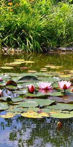 Eau,Plantes,Fleurs,Paysage