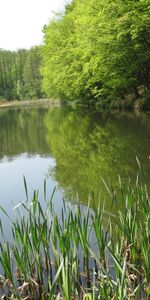 Деревья,Вода,Река,Пейзаж