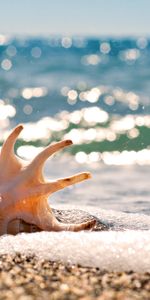 Landscape,Water,Sea,Shells,Beach