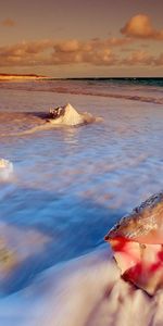 Landscape,Water,Sea,Shells,Beach