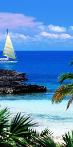 Landscape,Water,Sea,Yachts,Palms