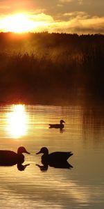 Landscape,Water,Sun,Lakes,Nature,Sunset,Ducks