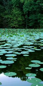 Landscape,Water,Swamp,Water Lilies