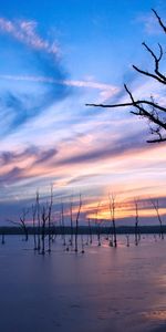 Landscape,Water,Trees