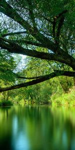 Landscape,Water,Trees