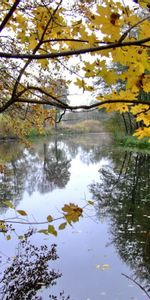 Paisaje,Agua,Árboles