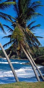 Agua,Árboles,Palms,Paisaje,Mar