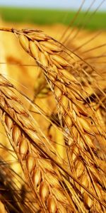 Landscape,Wheat