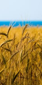 Landscape,Wheat,Fields