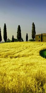 Landscape,Wheat,Fields