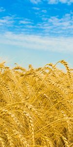 Landscape,Wheat,Fields