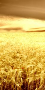 Landscape,Wheat,Fields