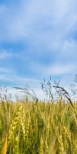 Landscape,Wheat,Fields