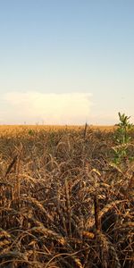 Paisaje,Trigo,Los Campos