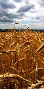 Landscape,Wheat,Fields