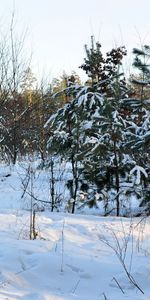 Landscape,Winter