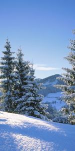 Paisaje,Invierno,Abetos