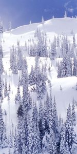 Sapins,Hiver,Paysage