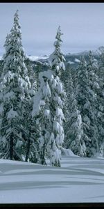 Landscape,Winter,Fir Trees,Trees