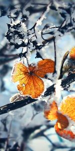 Feuilles,Paysage,Hiver