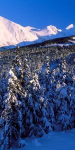 Sapins,Arbres,Hiver,Paysage,Montagnes