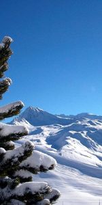 Montañas,Pino,Paisaje,Invierno