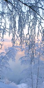 Nature,Paysage,Hiver