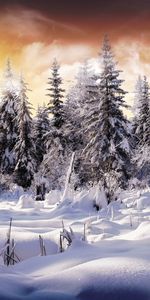 Sapins,Arbres,Nature,Neige,Hiver,Paysage