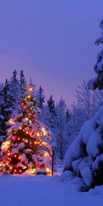 Landscape,Winter,New Year,Fir Trees