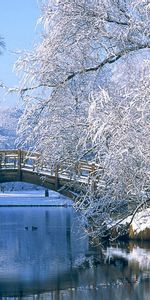 Landscape,Winter,Rivers,Bridges,Trees