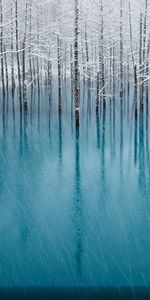 Rivières,Arbres,Hiver,Paysage