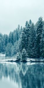 Sapins,Rivières,Arbres,Neige,Hiver,Paysage