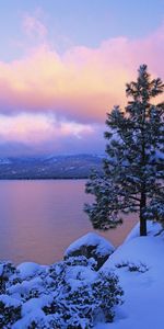 Lacs,Sapins,Sky,Paysage,Hiver