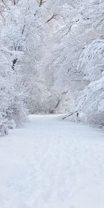 Hiver,Paysage,Neige