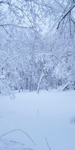 Landscape,Winter,Snow