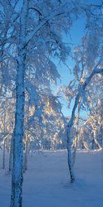 Paisaje,Invierno,Nieve