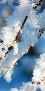 Landscape,Winter,Snow