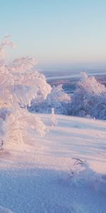 Landscape,Winter,Snow,Bush