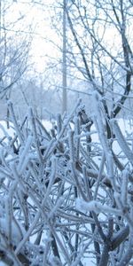 Landscape,Winter,Snow,Bush