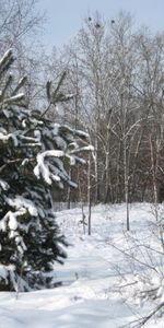 Nieve,Abetos,Paisaje,Invierno