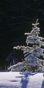 Landscape,Winter,Snow,Fir Trees