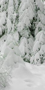 Hiver,Sapins,Neige,Paysage