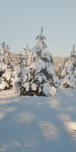 Landscape,Winter,Snow,Fir Trees